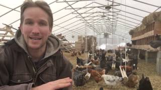 250 Laying Hens in Winter is Not Profitable