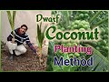 How to Plant a dwarf Variety high yielding Coconut Tree