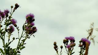 blooming thistle in the wind under the summer sky