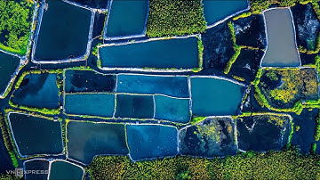 Khu rừng dừa nước ven biển Mỹ Khê - Quảng Ngãi