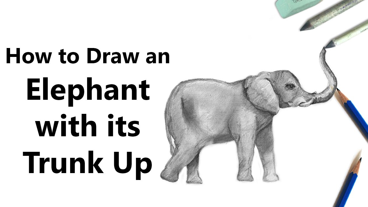 Слон скетч. How to draw Elephant. Elephant with its Trunk up. Can an elephant jump