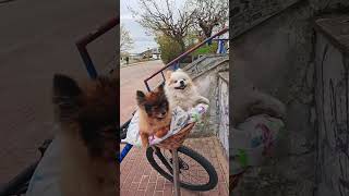 #pomeranian #gdynia #sopot #poland #dogsofinstagram #dog #bikelife #bike