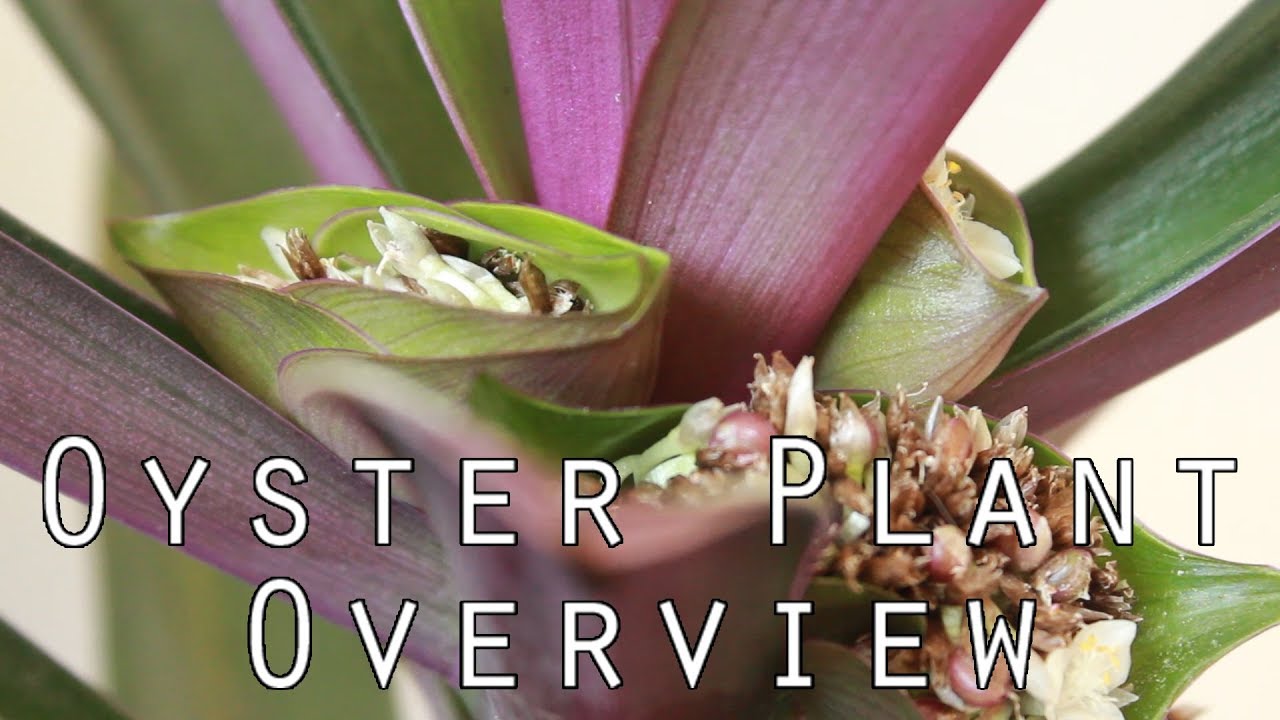 PLANTS Oyster Plant (Tradescantia) Overview YouTube