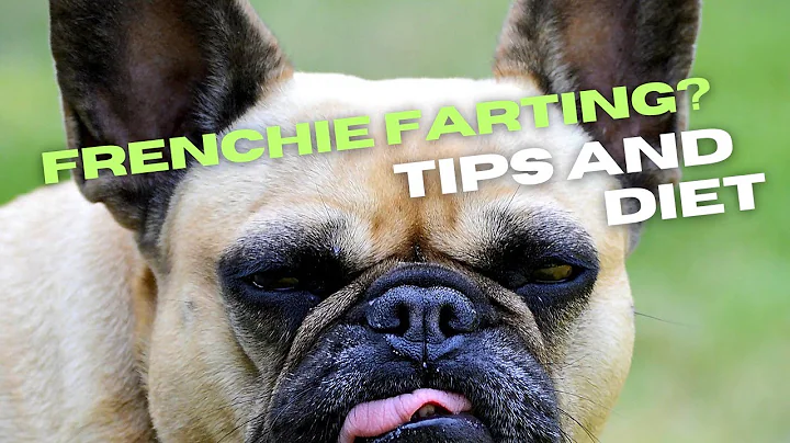 Farting frenchies, the best diet and tips for French Bulldogs with excessive gas