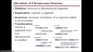 Ellis AP Biology Alteration in Chromosome Number