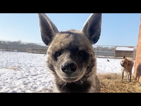 ПОЛОСАТЫЕ ГИЕНЫ СТАЛИ ВЫХОДИТЬ ИЗ ТЁПЛОГО ДОМИКА после зимовки! Кто такая полосатая гиена?