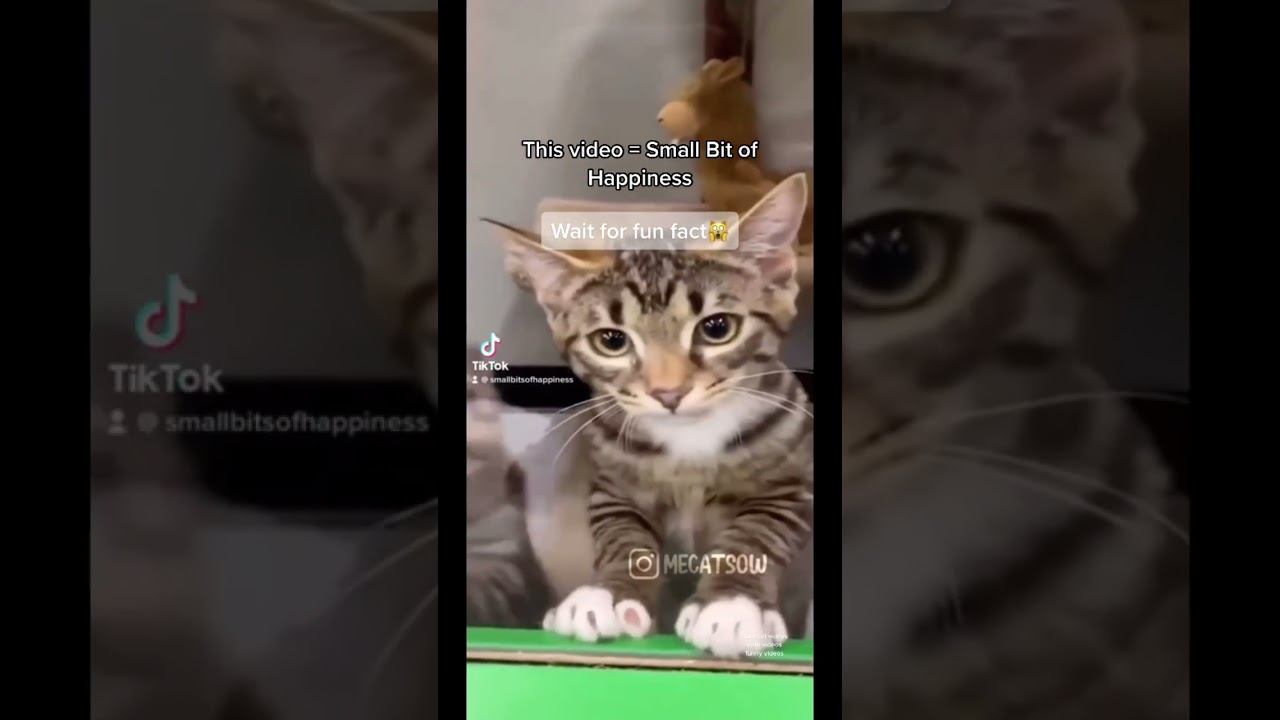 Cat lovers UNITE 🐱😻 