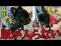 犬の服。成長でサイズアウトした服を選別！割と高かったのに…