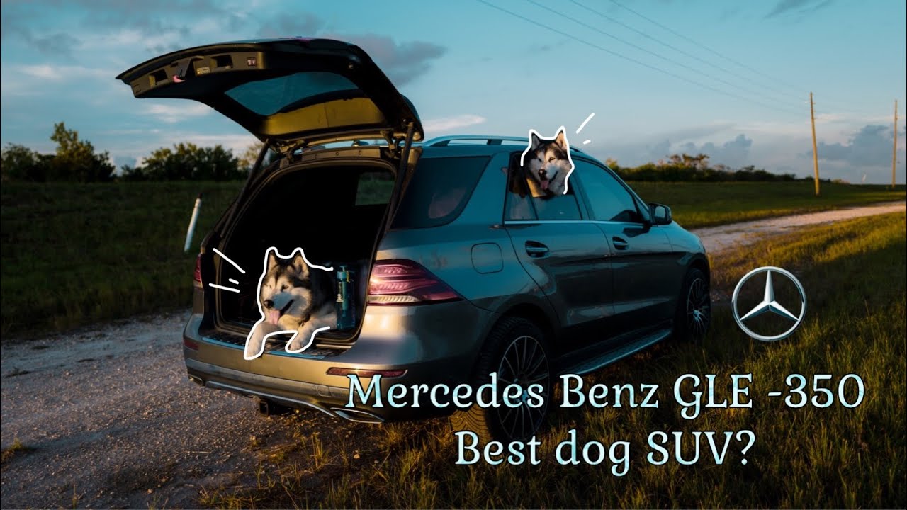Its the Mercedes Benz GLE 350 the best SUV for large dogs Malamute