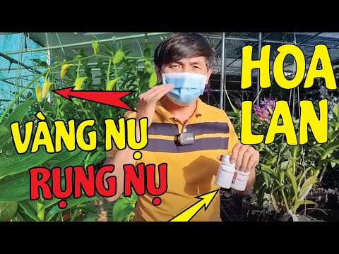 Video Lan Bị Vàng Nụ, Rụng Nụ Sẽ Hết Ngay Nếu Biết Điều Này... - youtube