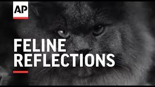 Feline Reflections | The Archivist Presents | #401