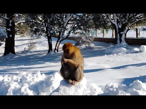 MAROC شكر الصانعي اللطف في أيامنالأولئك الذين يزرعون في الطرقات وردة من كلمةأو يتركون على الطاولة 