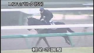 [調教] 081225 コスモバルク 「有馬記念」前追い切り