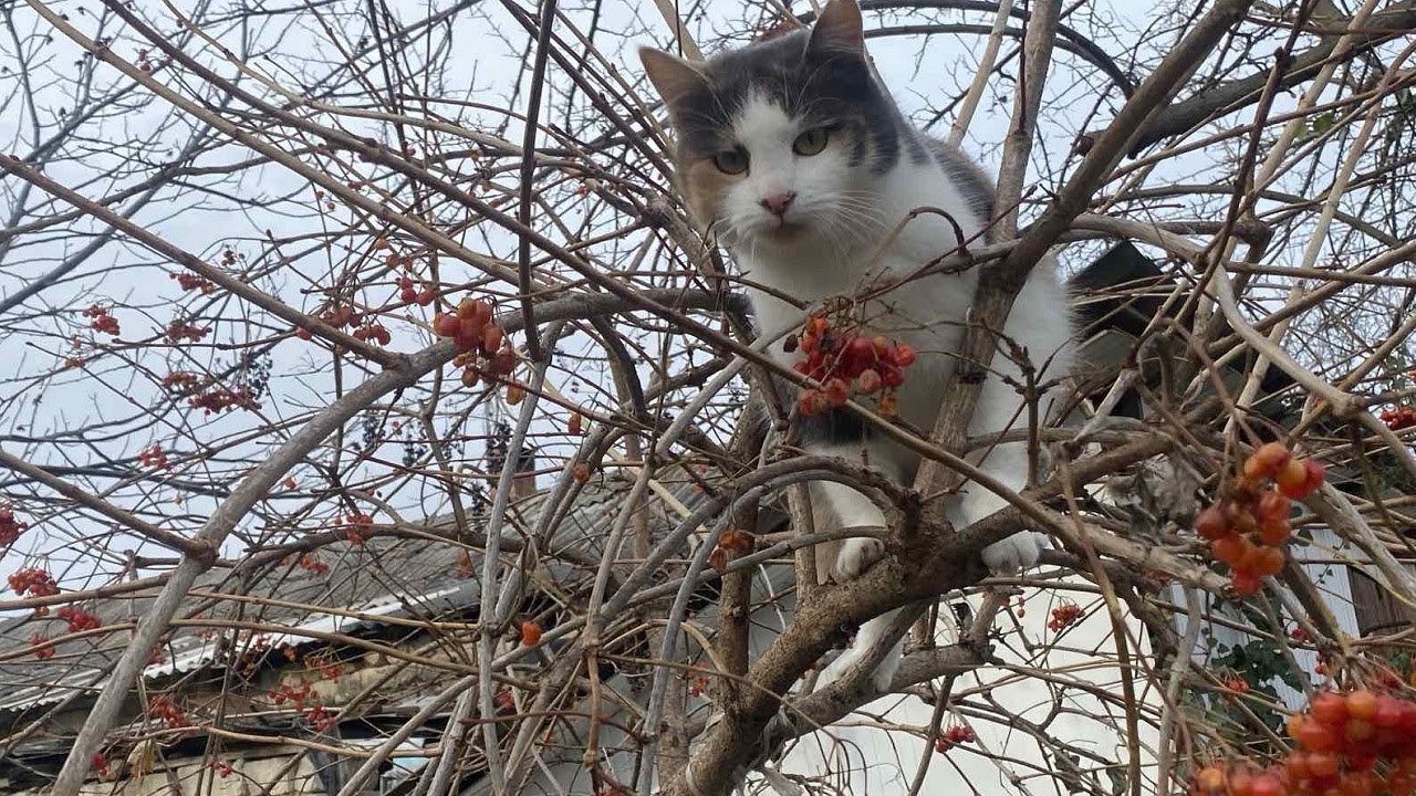 КАЛИНА ЗИМОЙ И ИРИСКА! - YouTube