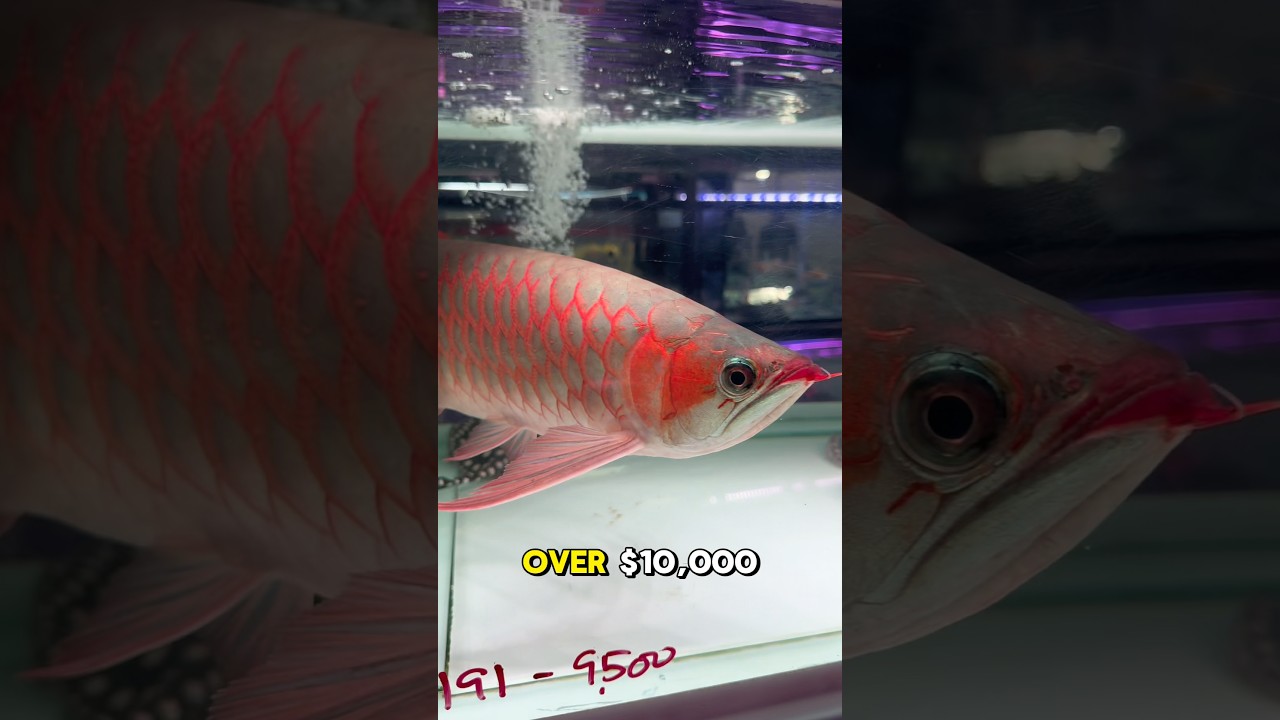 I Found the Most Expensive Aquarium Fish 🐠💰