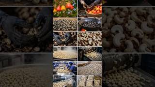 काजू कैसे बनते हैं | Cashew Processing Factory | काजू बनाने की पूरी प्रक्रिया