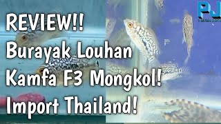 Review! Harga Burayak Louhan Kamfa F3 Mongkol Import Thailand!