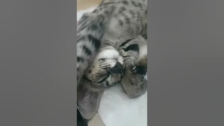 Video 4133911: f1 savannah cat, sweet savannah cat