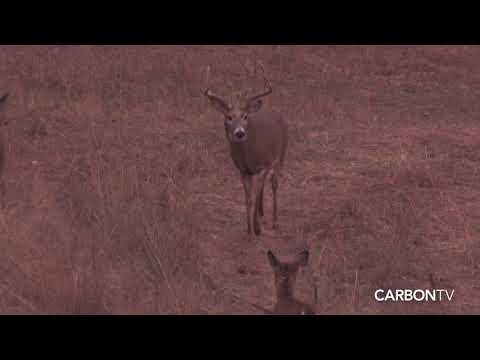 Big 7 I Dream Chasers Hunt