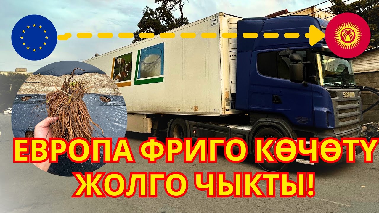 Европа фриго көчөтү жолго чыкты🍓