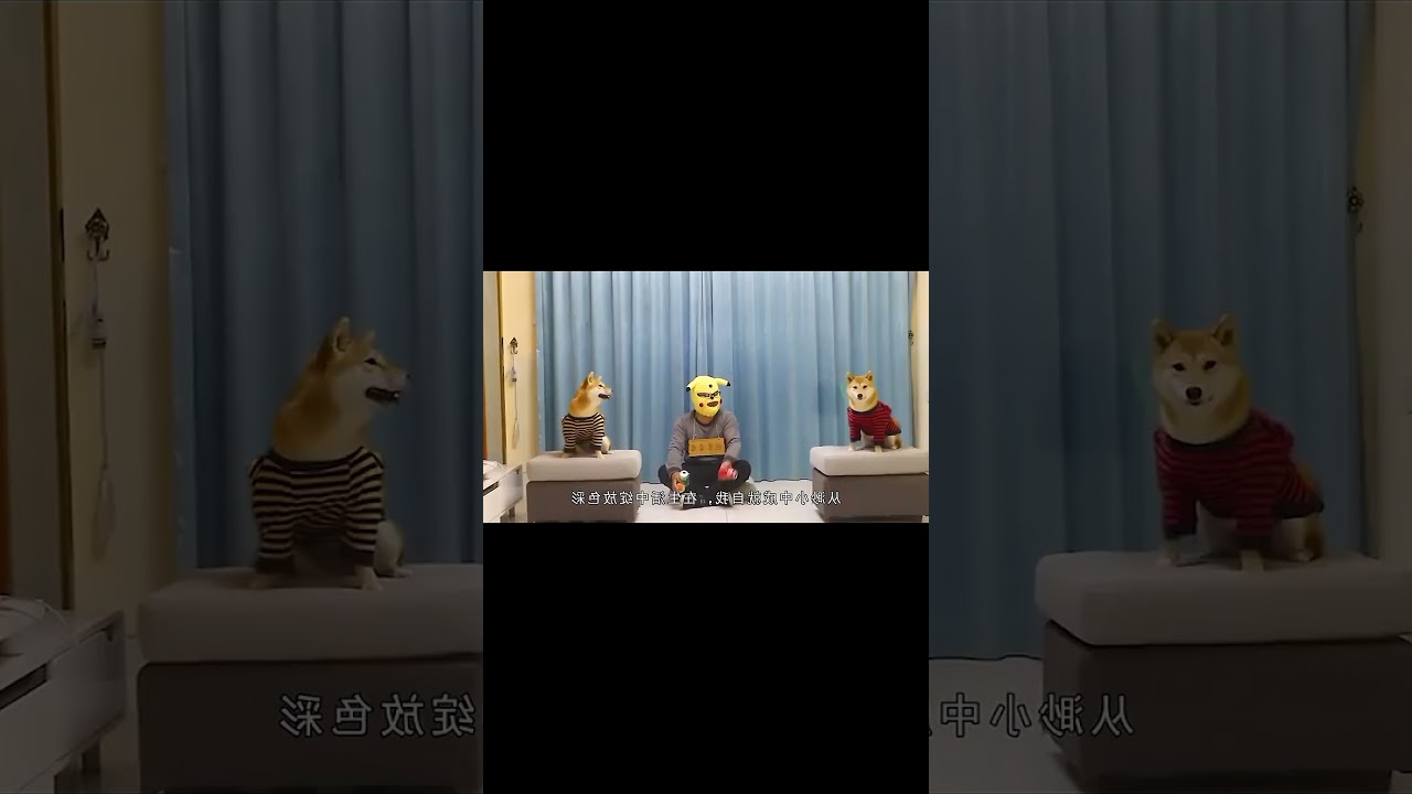 Adorable dog moments with 