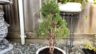 Light Prune For Dwarf Alberta Spruce - October 30, 2020