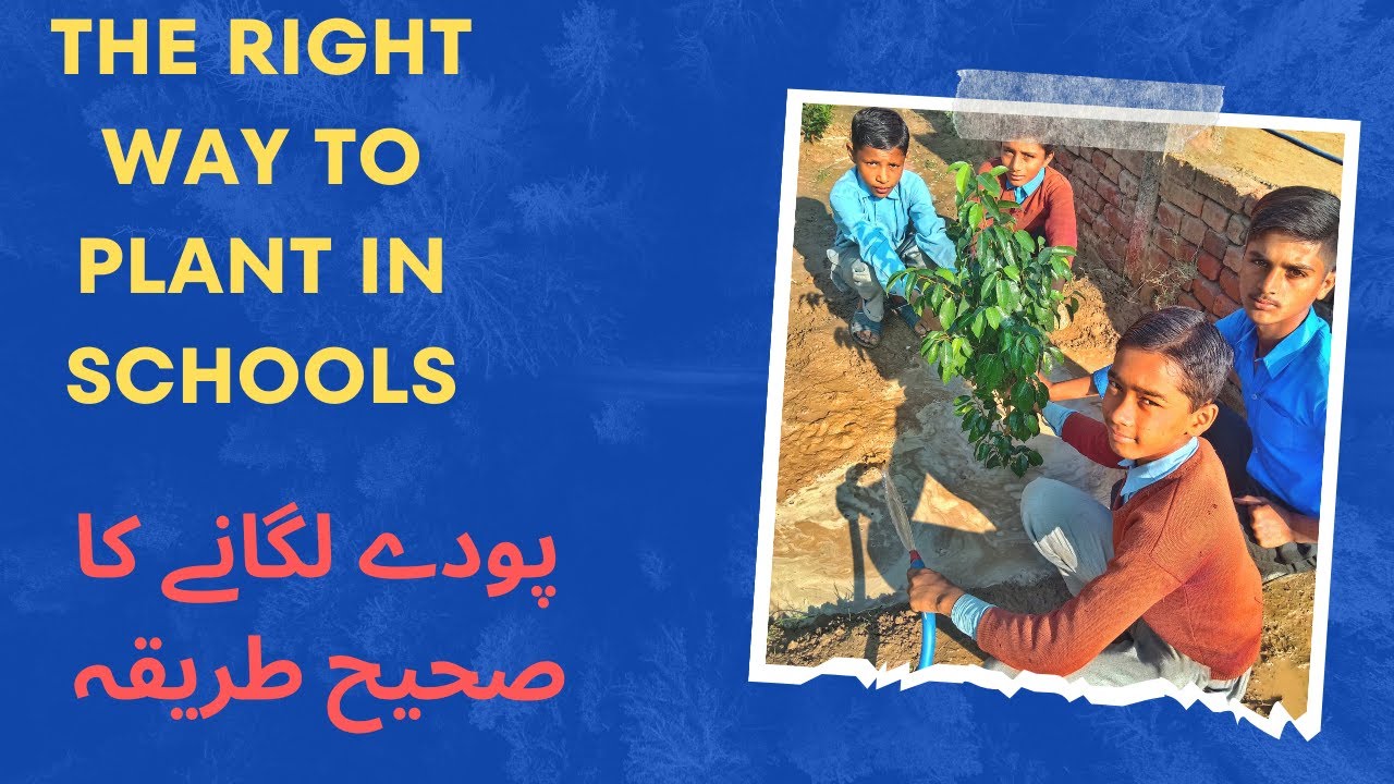how-to-plant-all-tree-right-way-of-plantation-right-way-to-plant-in