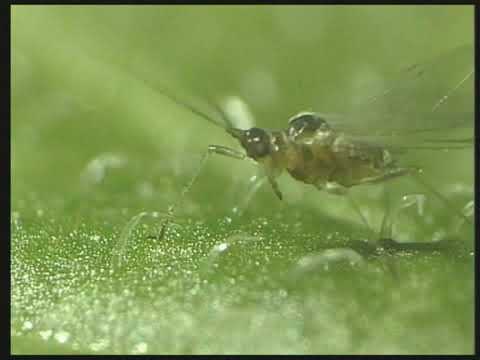 Video: Information About Cucumber Mosaic Virus