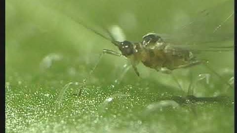 Cucumber mosaic virus transfer by aphid.