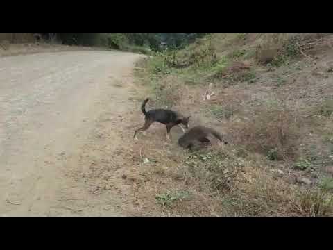 Pelea entre perro vs mapache