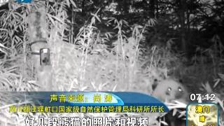 野生大熊猫视频 Panda In The Wild