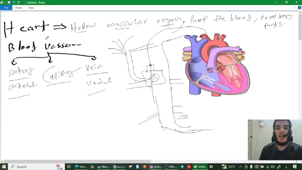 شرح circulatory system  القلب والأوعية الدموية تشريح طب بيطري 