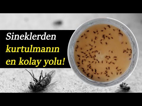 Video: Sinekleri Ve Sivrisinekleri Uzaklaştıran Bitki Hangisidir? Ülkede Ve Sokakta Sinekler Hangi çimlerden Korkar? Bir Kır Evinde Ve Bir Yazlık Evde Nasıl Kullanılır?