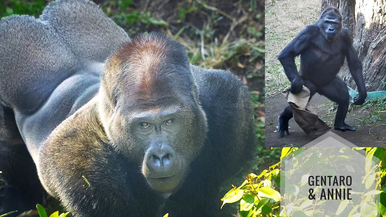 Энни привыкает к новому дому | ГЕНТАРО И ЭННИ | Зоопарк Уэно Горилла
