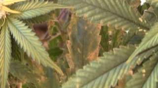 - Rust - brown -  on cannabis leaves - Grow basics marijuana