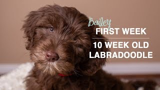 First Week With Our New Puppy | 10 Week Old Labradoodle Puppy