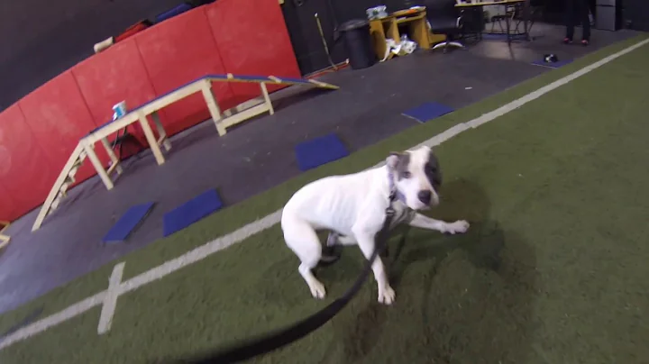 Saving Mabel the aggressive Pit Bull Episode 1 with Americas Canine Educator