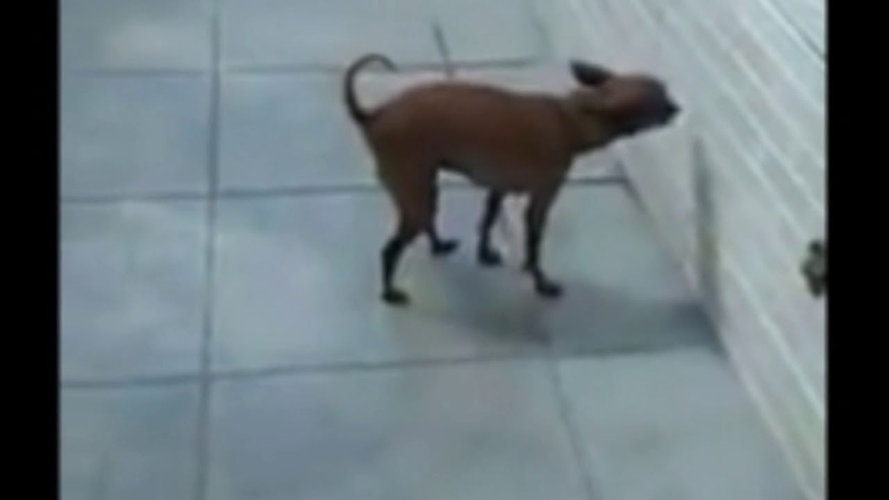 Dog poops on a wall YouTube