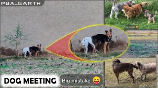 Awara Dog Meets German Shepherd | Meeting Mishaps: Dog Couples 😱 |Dog Meeting: 4 Couples Big Mistake