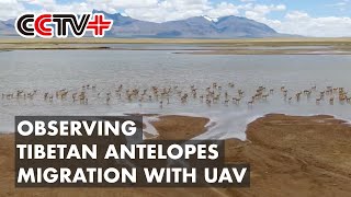 UAV Applied to Observe Tibetan Antelopes Migration in Southwest China