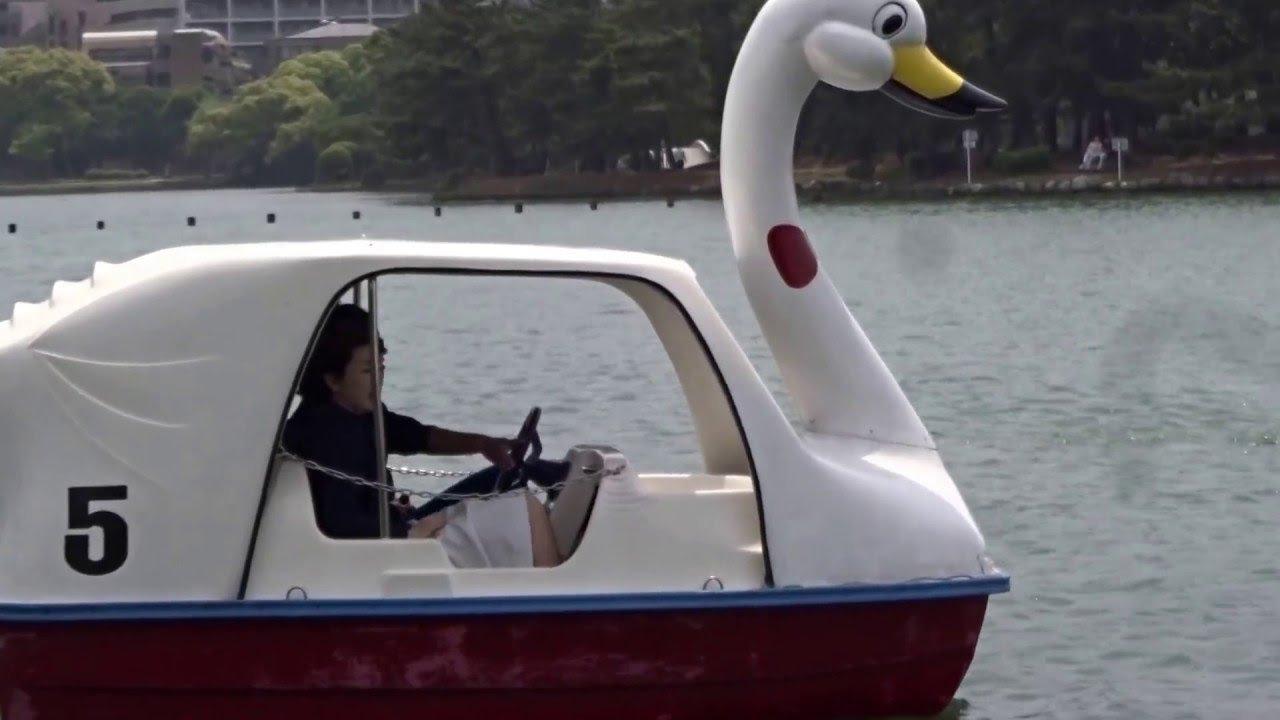 白鳥ボート 大濠公園 福岡市 ２０１６０５０７ Youtube