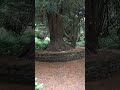 ASMR Adventure in the Woods #asmr #mouthwhisper #whispering #naturesounds #asmroutdoor #asmroutside