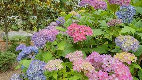 Hoa Cẩm Tú Cầu Rực Rỡ. Vườn Nhà Người Việt Ở Mỹ 🇺🇸#cuocsongmy #nguoivietomy #trồngcây #vuonnha