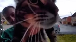 Cat meows at door camera