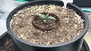 Beginner outdoor grow #mephisto #gaiagreen #outdoorgardening