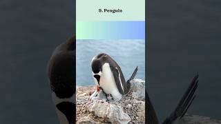 10 Birds  With Longest Lifespan top10 birds