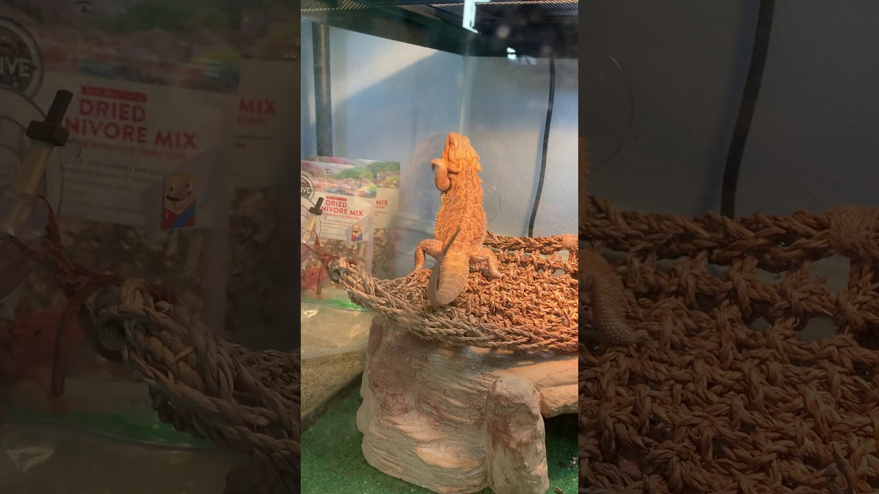 Lizard try’s to escape his cage
