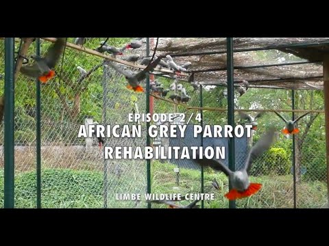 African Grey Parrot Rehabilitation - Episode 2 - Limbe Wildlife Centre