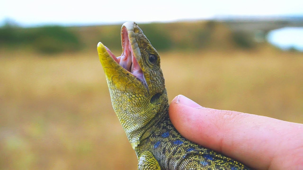 Buscando un LAGARTO OCELADO