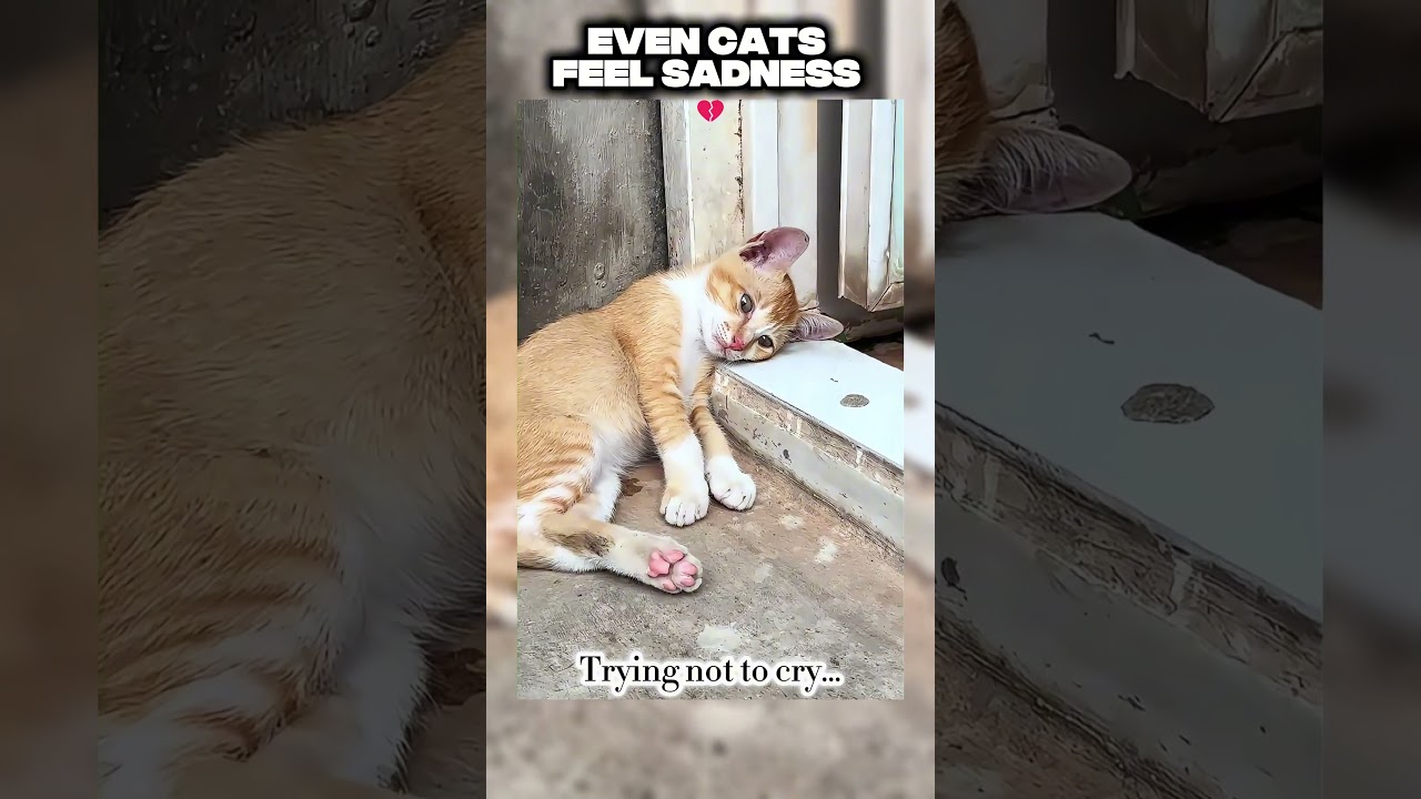 This Cats Is Crying… And It Hurts 💔 